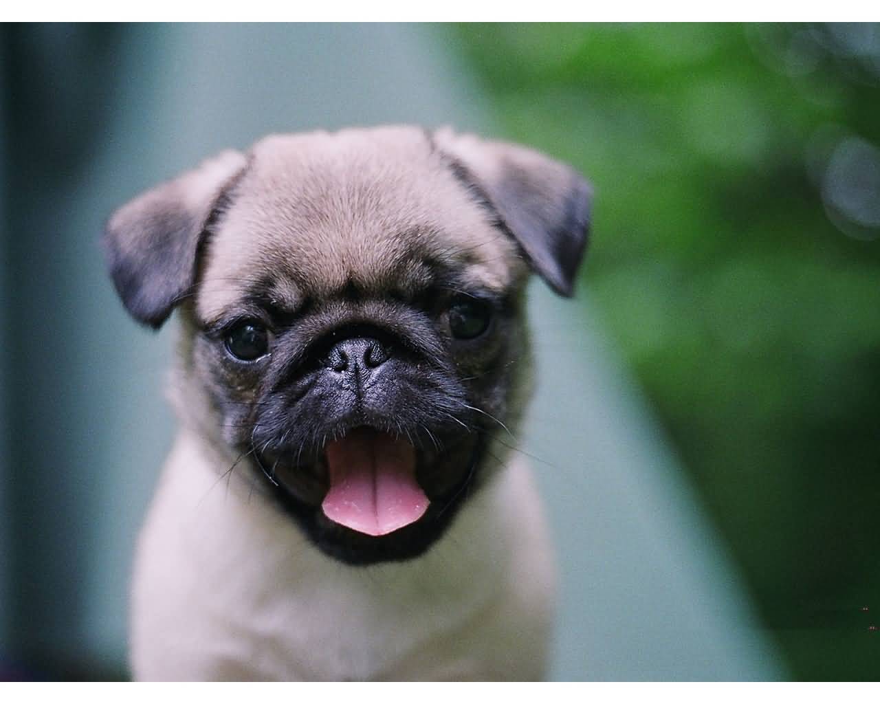 Fantastic Pug Dog Show His Red Tongue With Beautiful - Baby Pugs - HD Wallpaper 