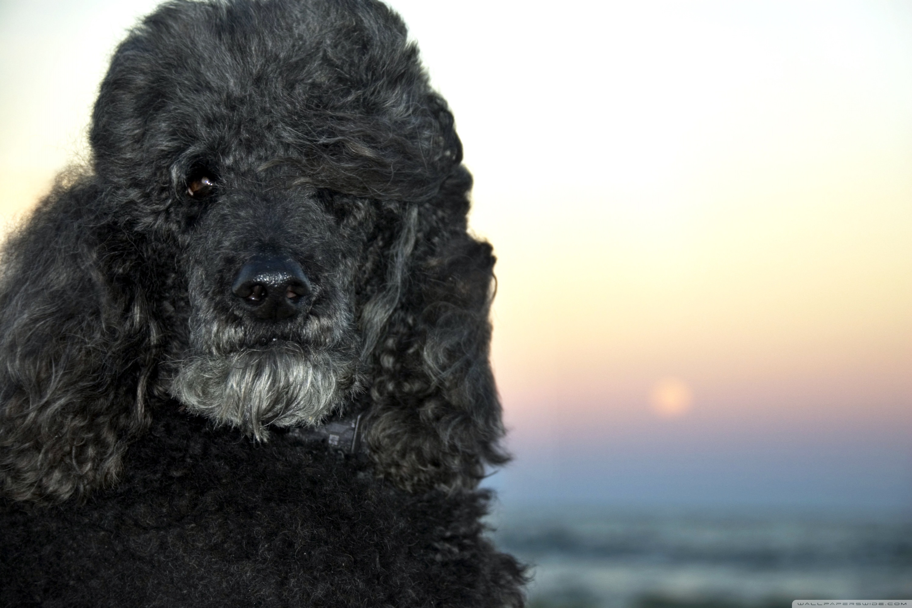 Microsoft Surface - HD Wallpaper 