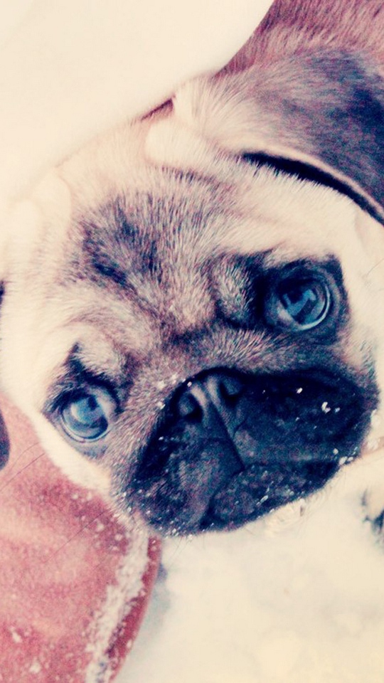 Wallpaper Pug, Puppy, Dog, Ugg Boots - Galaxy Wallpaper With Pugs - HD Wallpaper 