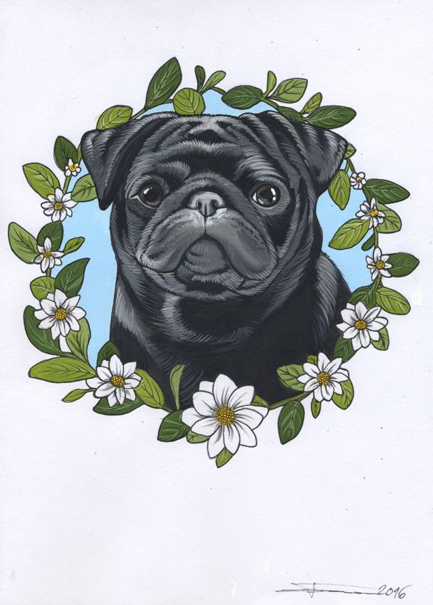 Black Pug Drawing - HD Wallpaper 