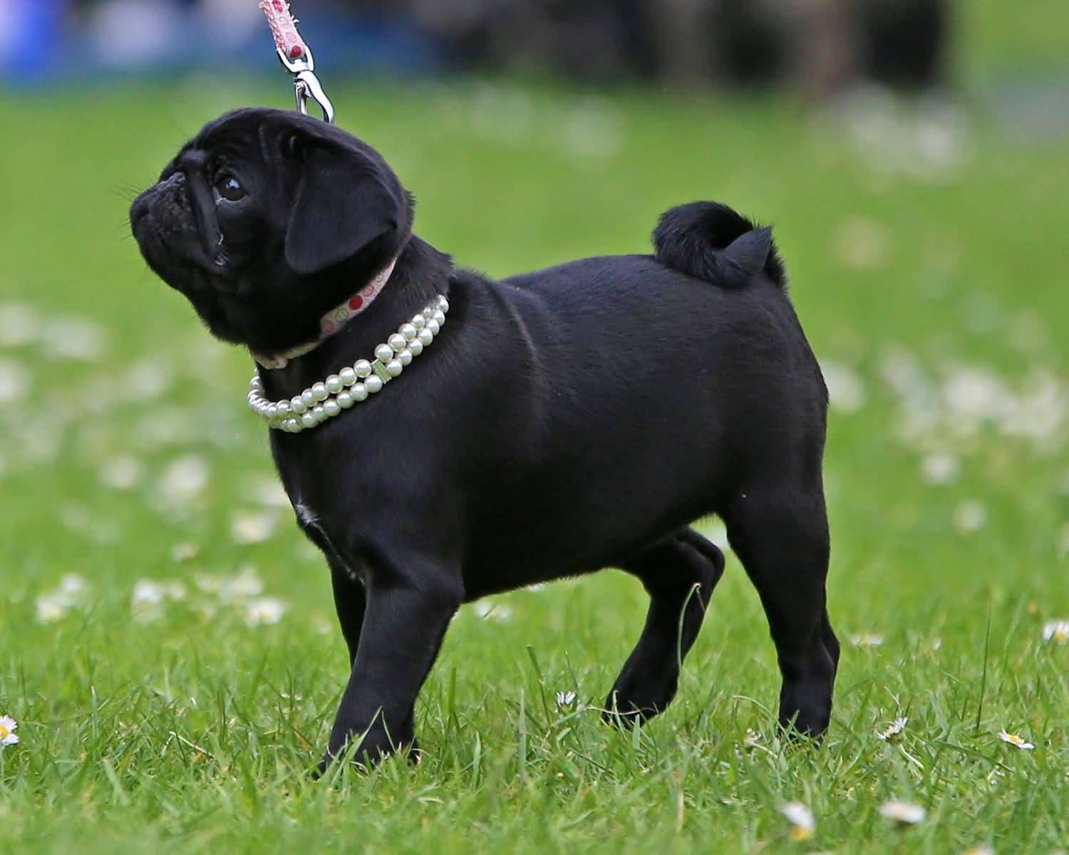 Fantastic Black Pug Dog Standing In Garden - Full Grown All Black Pug - HD Wallpaper 