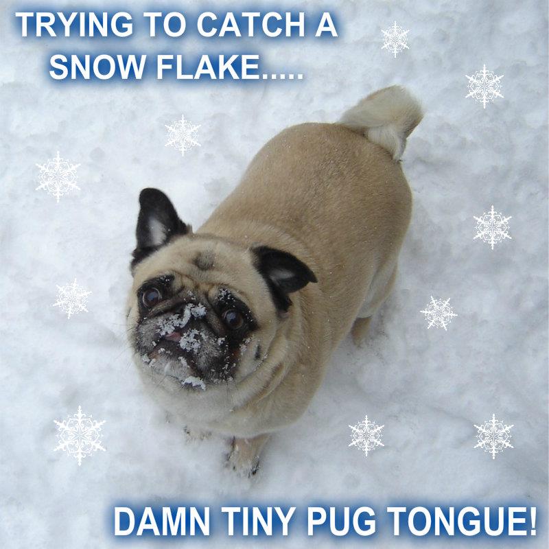 Funny Pug Catching A Snow Flake - Pugs In Snow - HD Wallpaper 