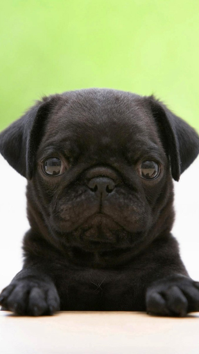 Black Pug - Pug Dog Wallpaper Black - HD Wallpaper 