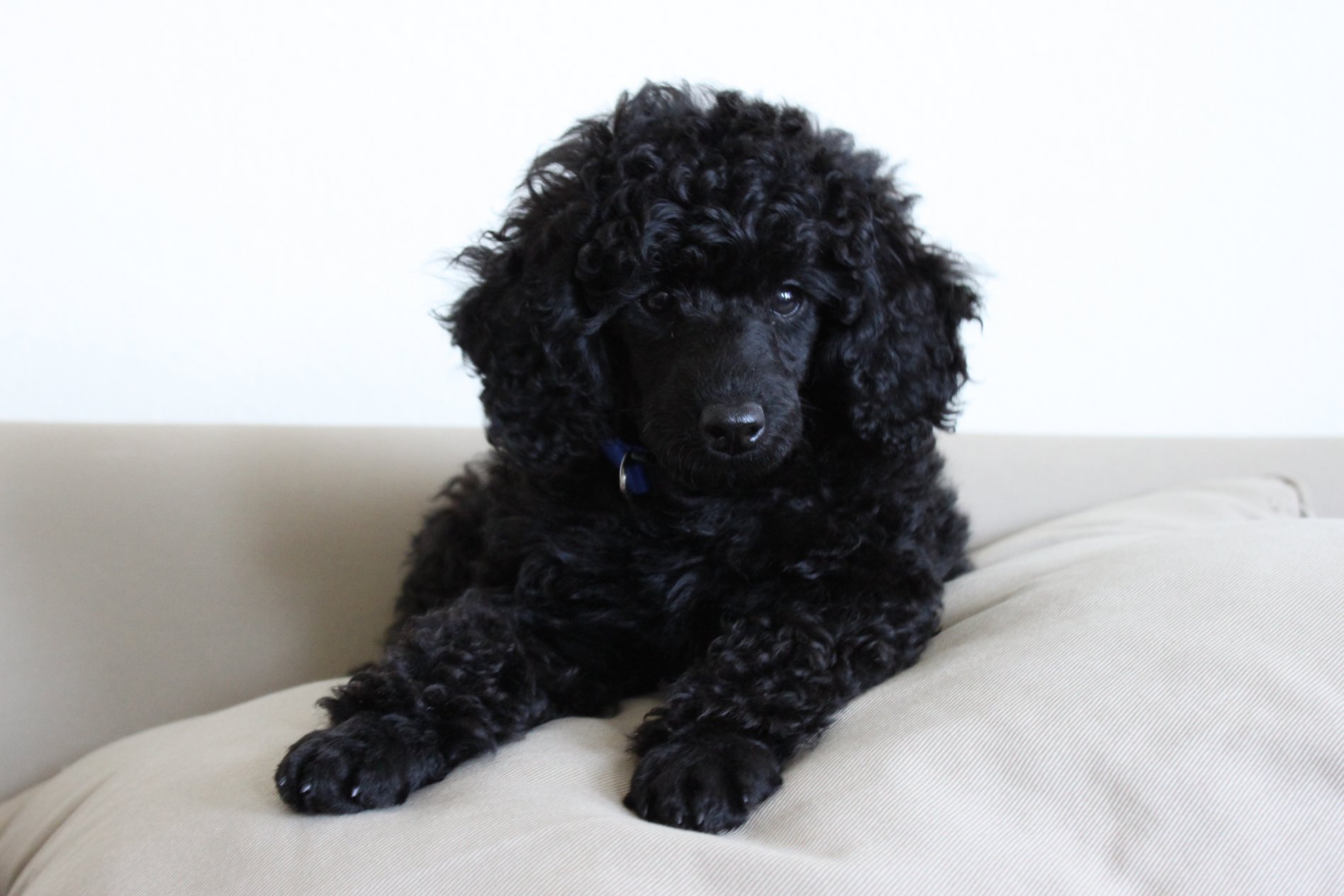 Black Poodle Wallpaper - Cute Miniature Poodle Black - HD Wallpaper 