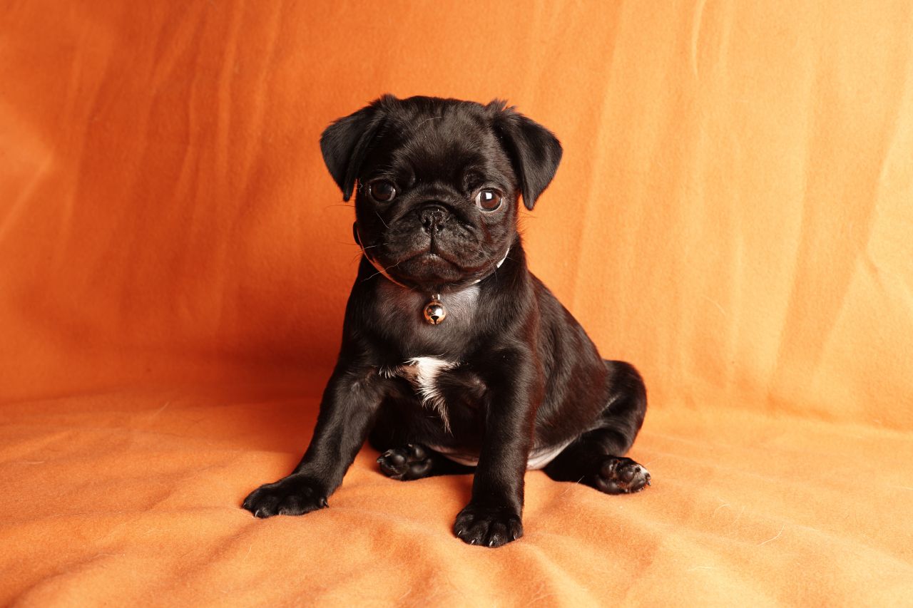 Black Girl Pug Puppy - HD Wallpaper 