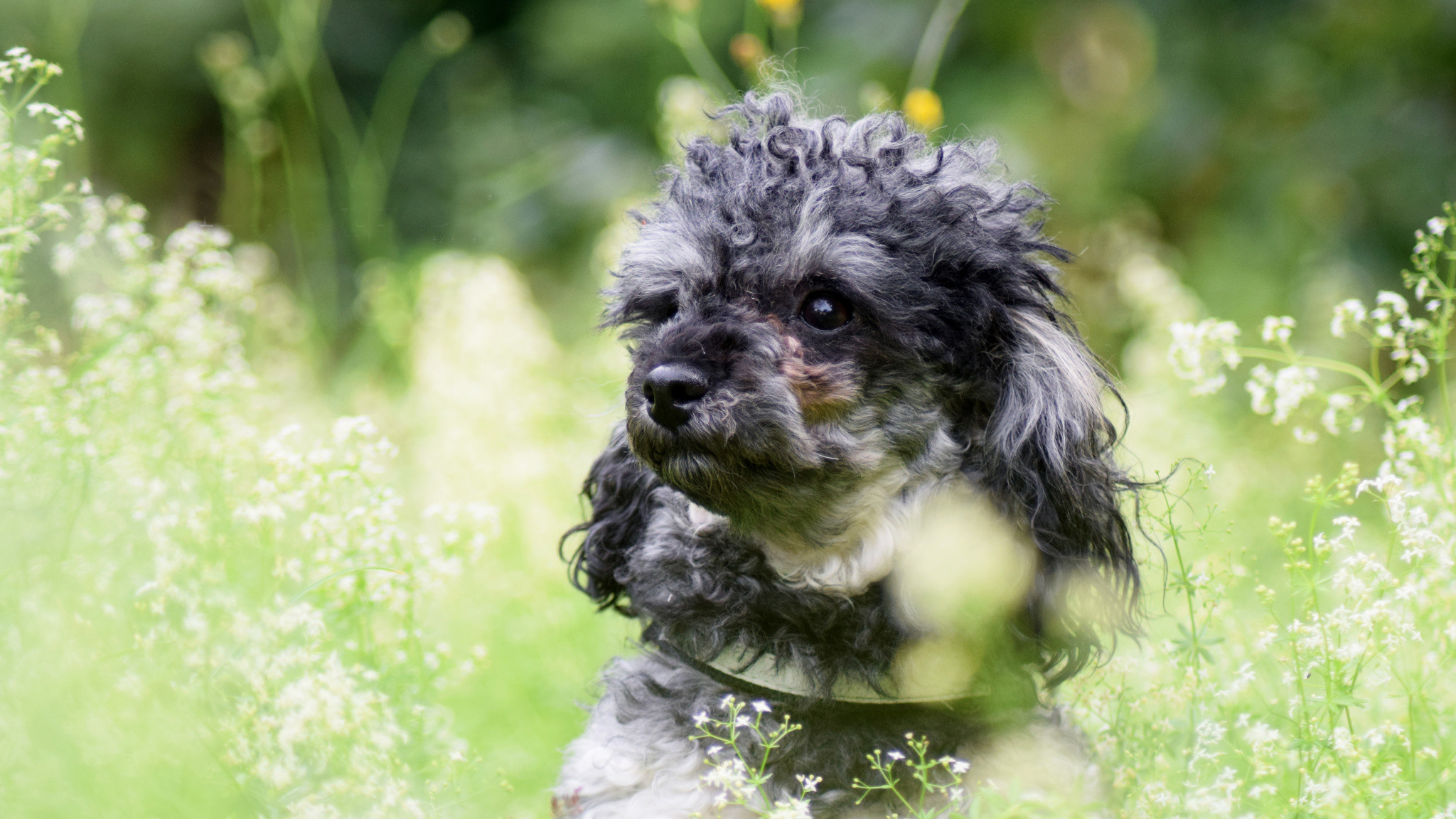 Wallpaper Poodle, Dog, Play, Meadow, Plants 
 Data - Bikini Cut Toy Poodle - HD Wallpaper 