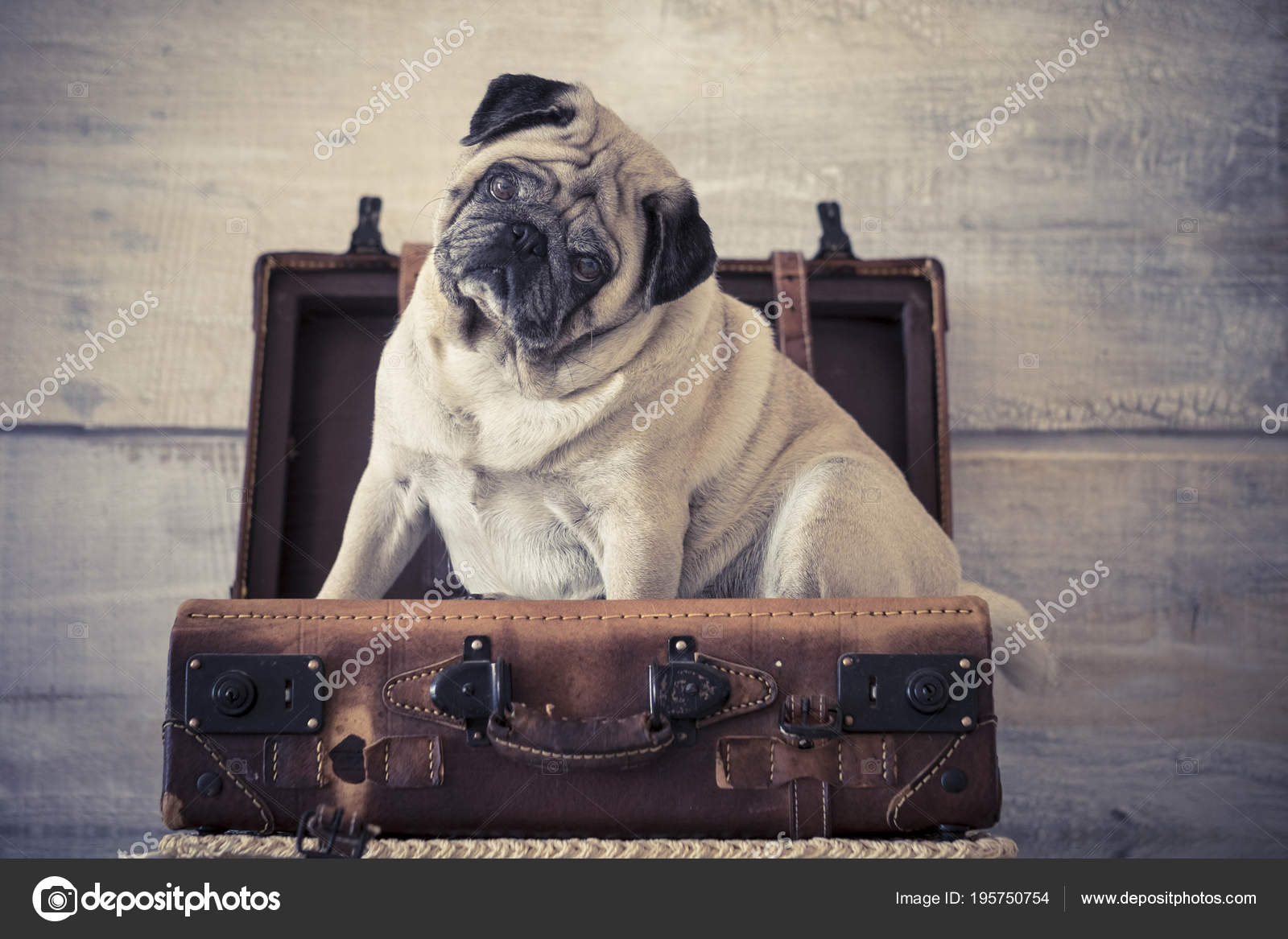 Pug Viajero - HD Wallpaper 