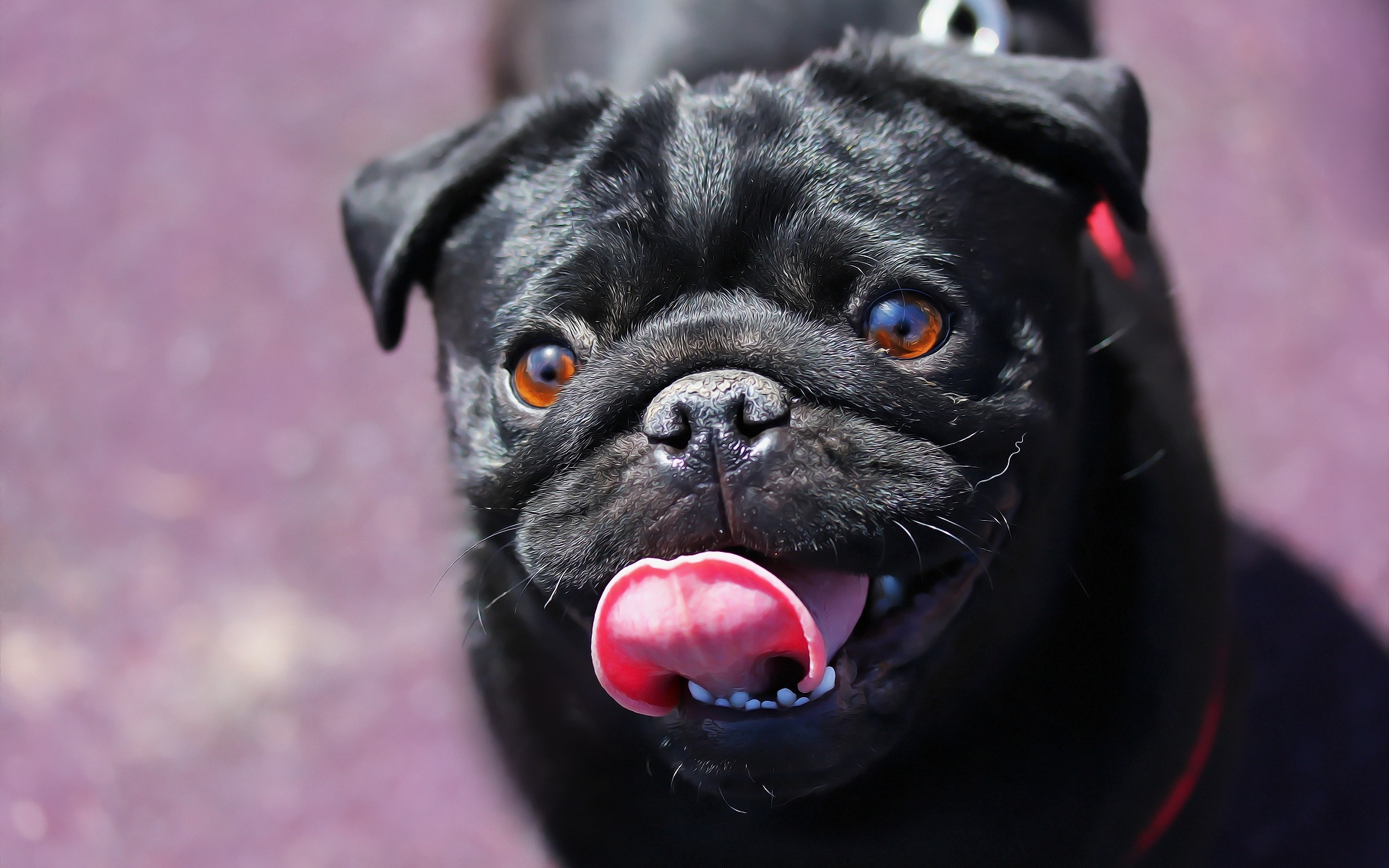 Black Pug, Small Black Dog, Pets, Funny Animals - Pug Preto Wallpaper Cao - HD Wallpaper 