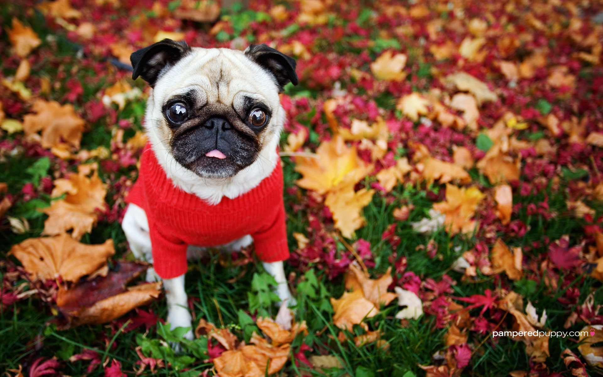 Responses To Funny Pug In Fall Leaves 
 Data Src Easter - Funny Pugs - HD Wallpaper 