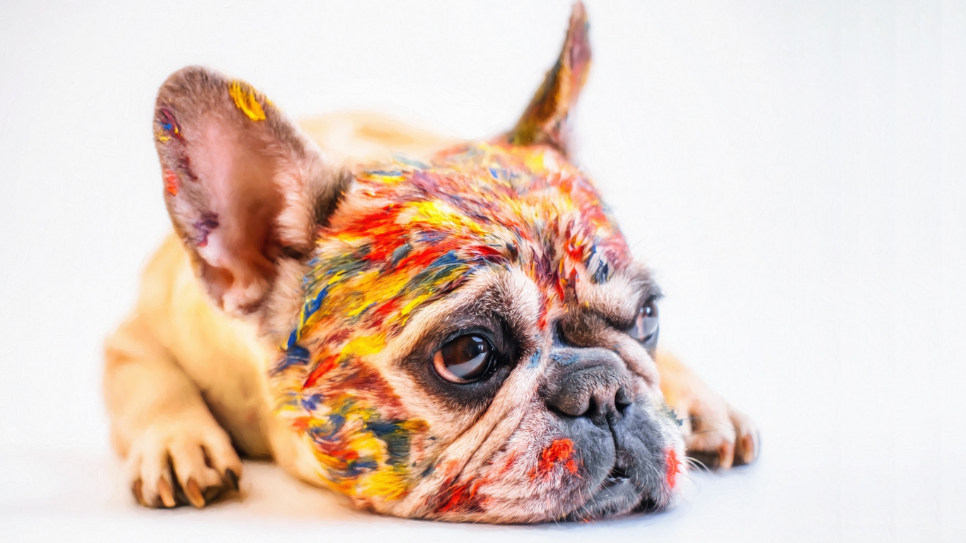 Relaxed, Dog, Color On Face, Pug, Wallpaper - French Bulldog Facts - HD Wallpaper 