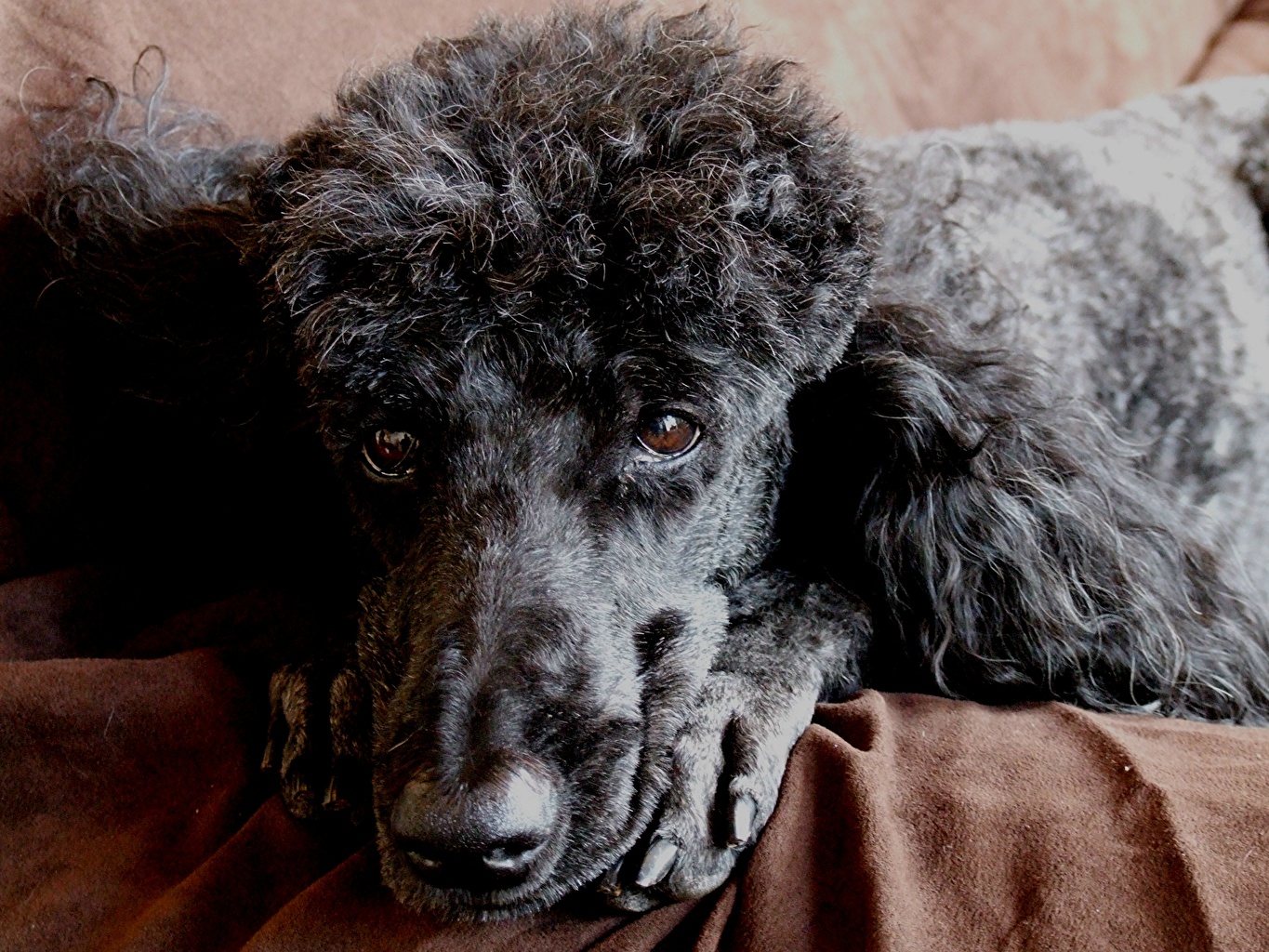 Poodle Dog - 1365x1024 Wallpaper - teahub.io