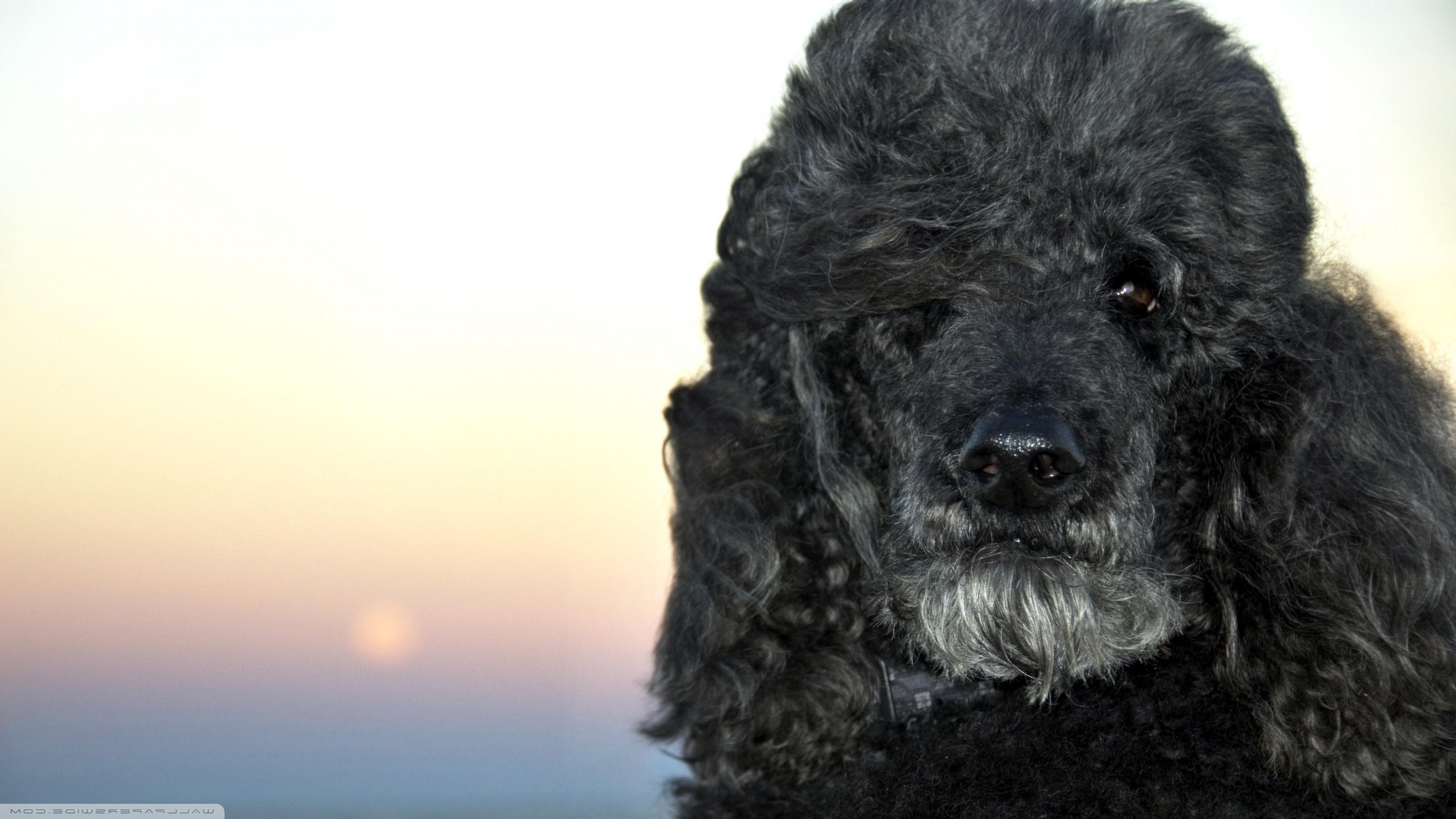 Standard Poodle - HD Wallpaper 