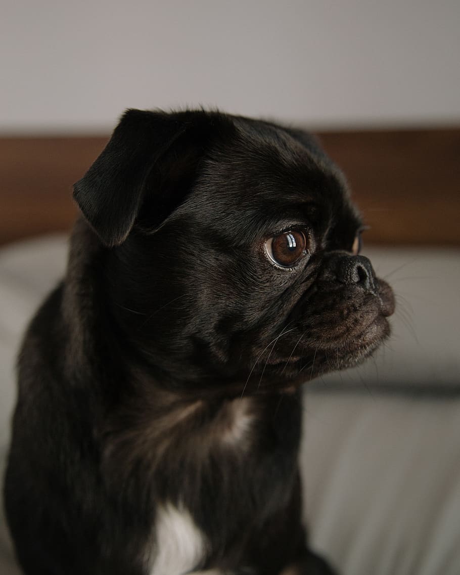 Black Pug Puppy On Bed, Animal, Dog, Canine, Mammal, - Pug - HD Wallpaper 
