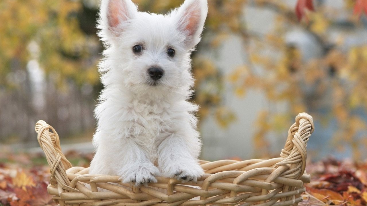 White Australian Silky Terrier - HD Wallpaper 