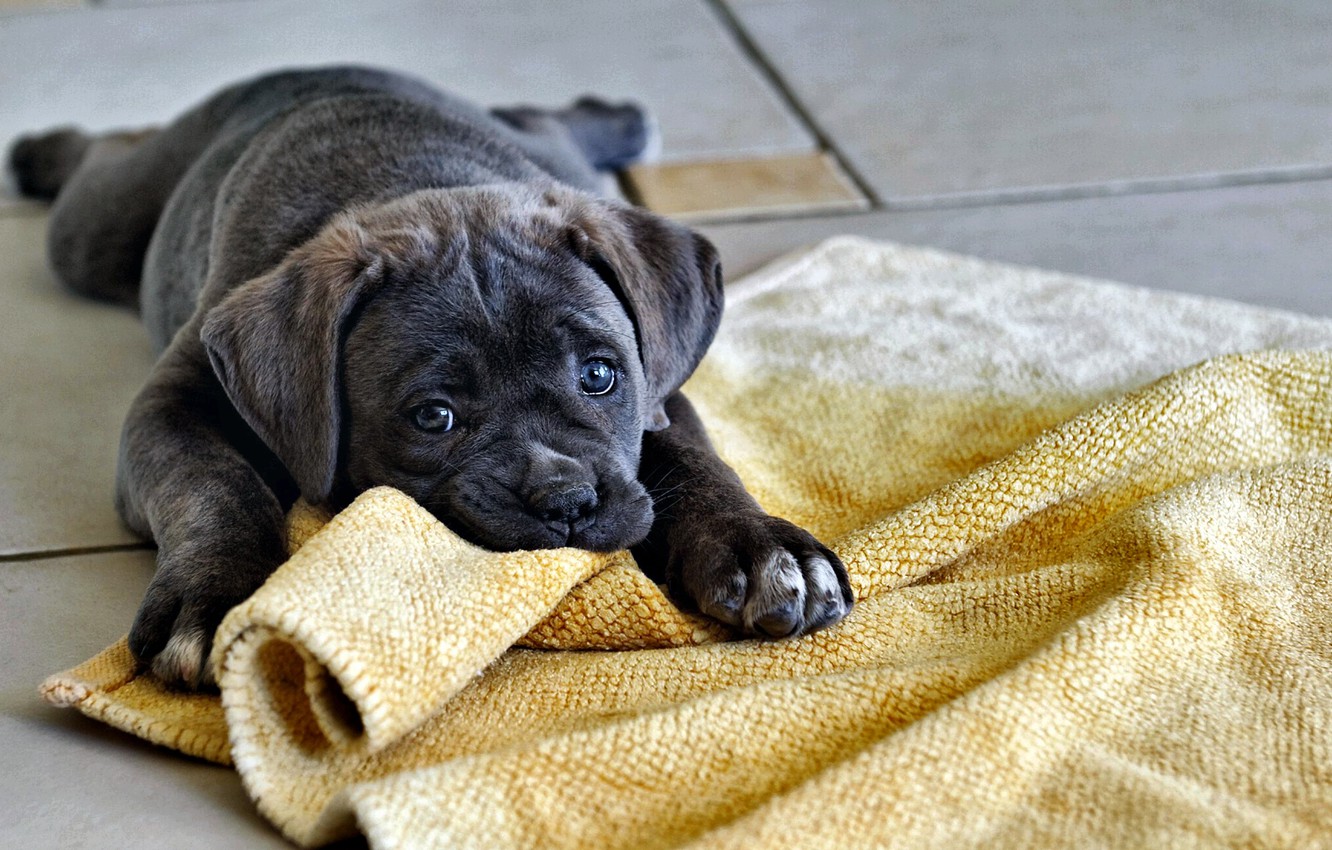 Photo Wallpaper Dog, Game, Funny, Nice, Puppy, Nursling - Puppy - HD Wallpaper 