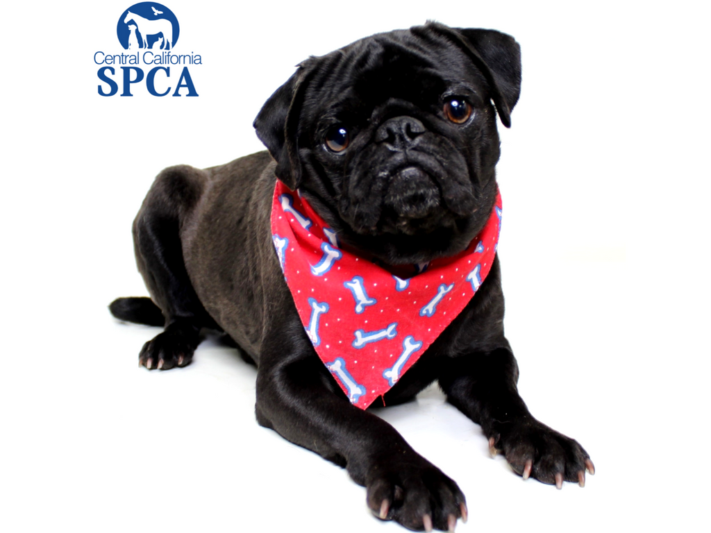 Thumb Image - Pug - HD Wallpaper 