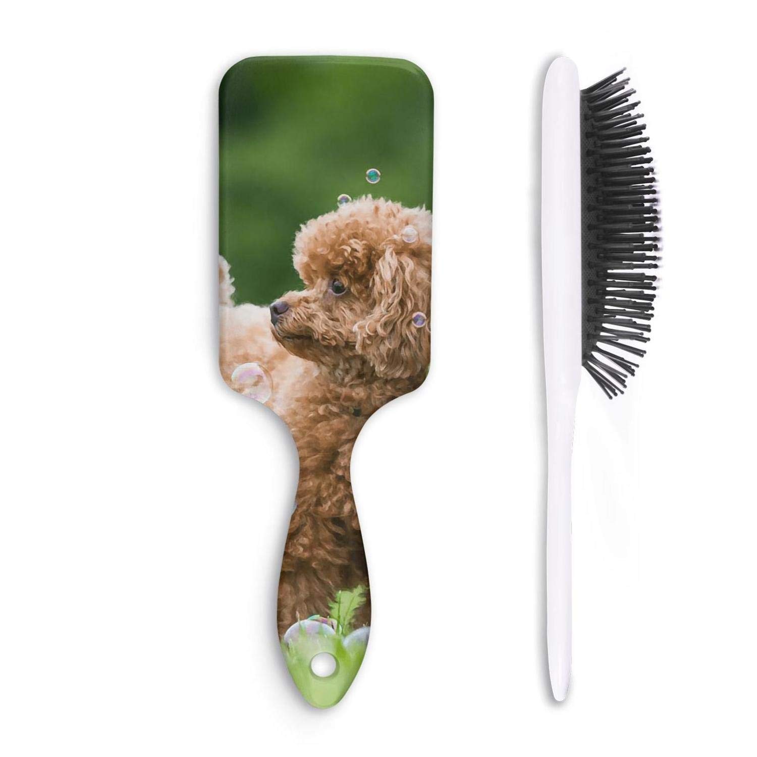 Toy Poodle - HD Wallpaper 