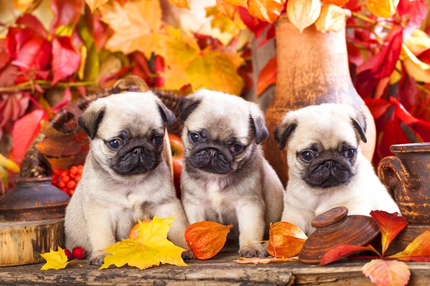 Download Hd Pug Computer Wallpaper Id - Fall Pug - HD Wallpaper 