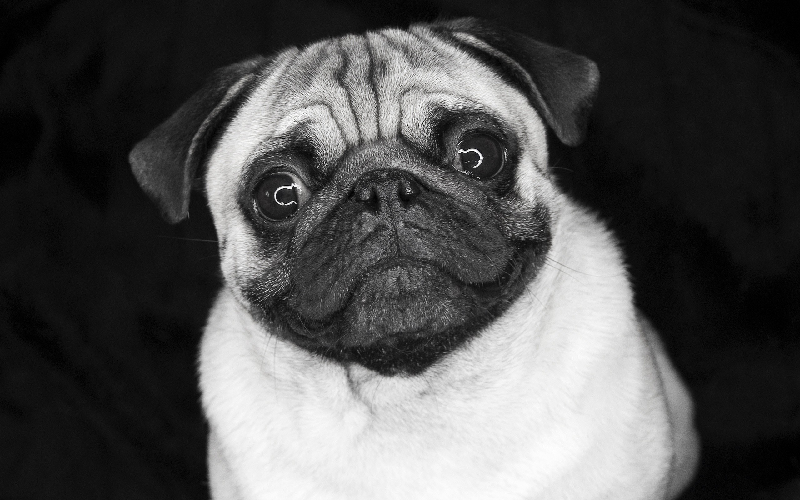 Cute Pug Animal Hd Wallpaper - Black And White Pug Hd - HD Wallpaper 