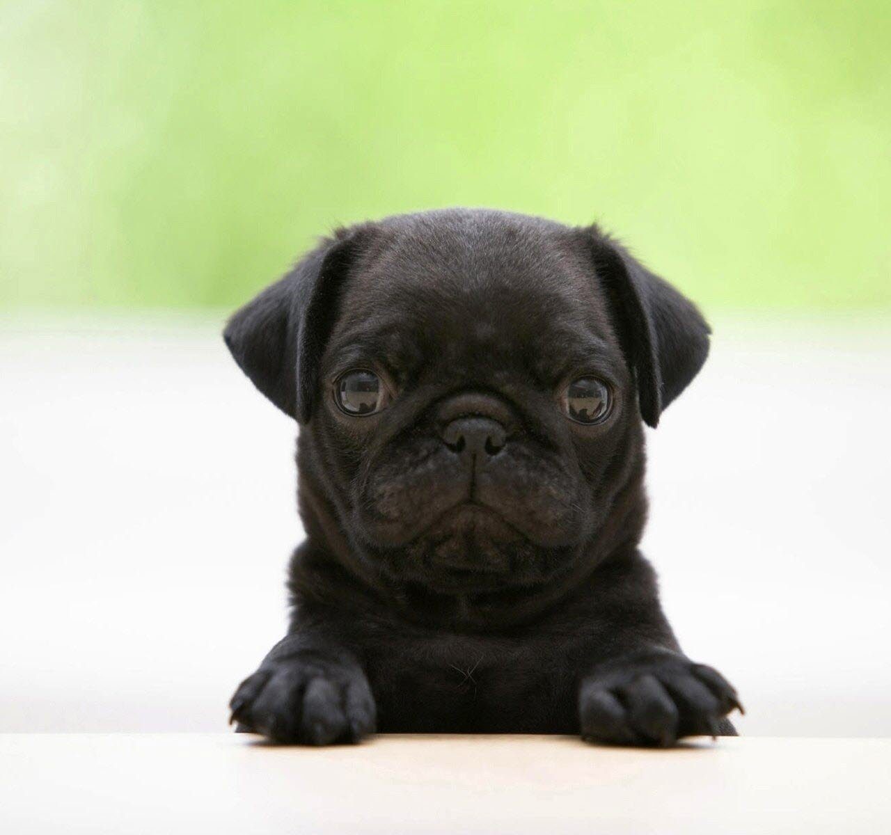 Black Pug Puppy - HD Wallpaper 