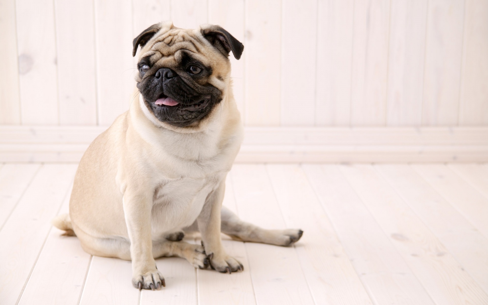 Pug Dog Hd - HD Wallpaper 