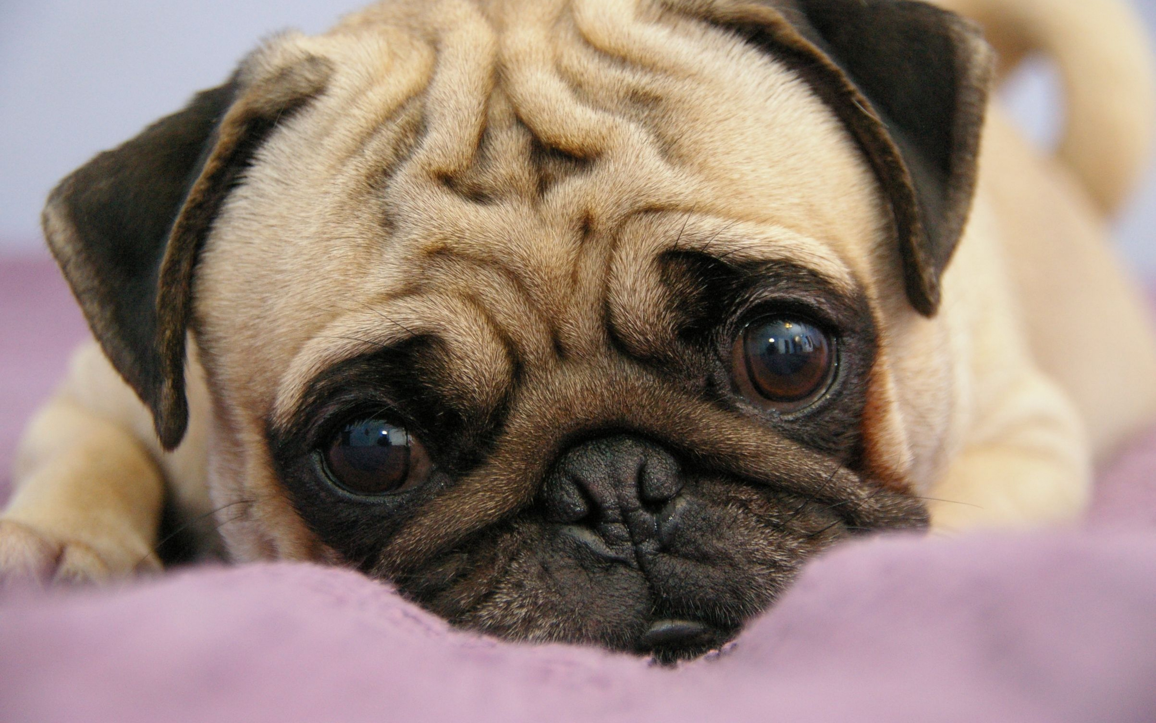 Cute Pugs - HD Wallpaper 