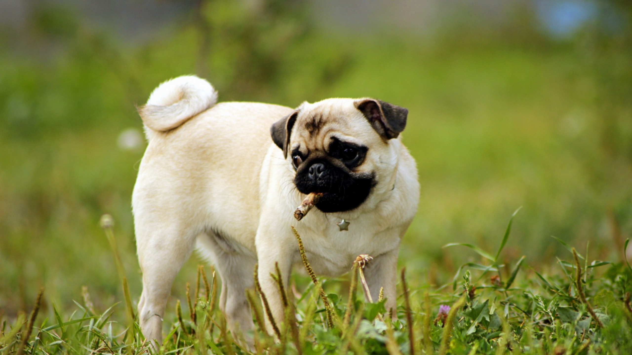 Pug Wallpaper For Desktop Background - Pug Background Pc - HD Wallpaper 