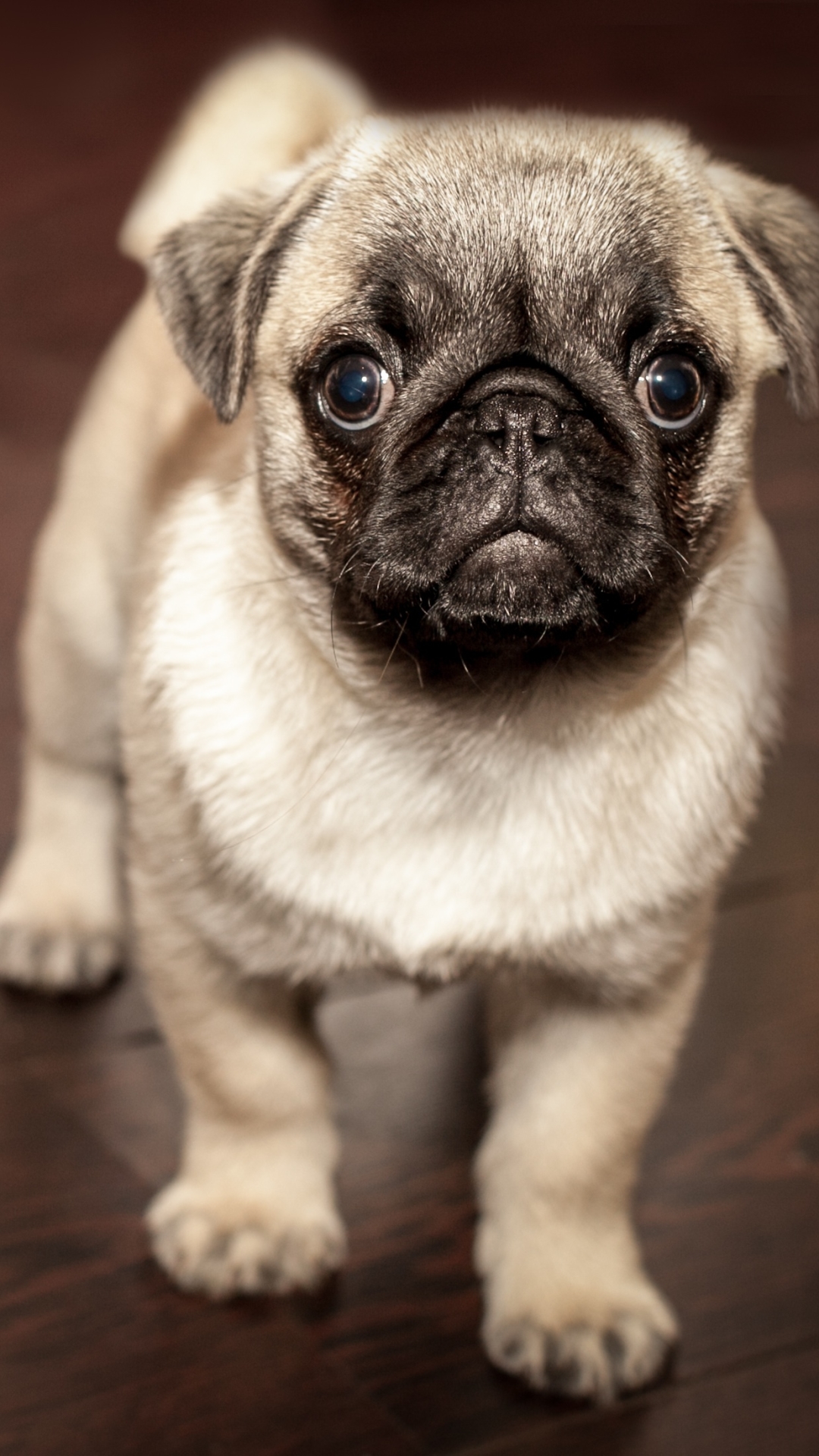 Pug Pup - HD Wallpaper 