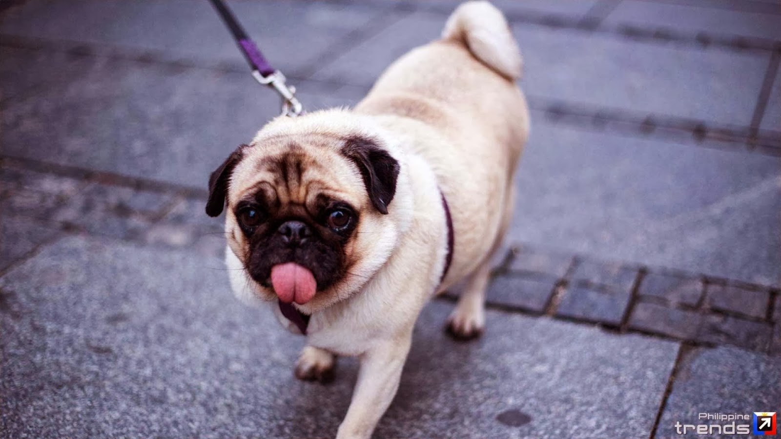 Pug Dog Images In Hd - HD Wallpaper 