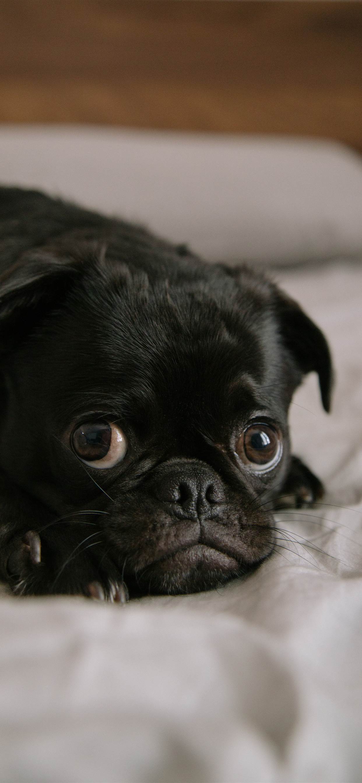 大 眼 狗 - HD Wallpaper 