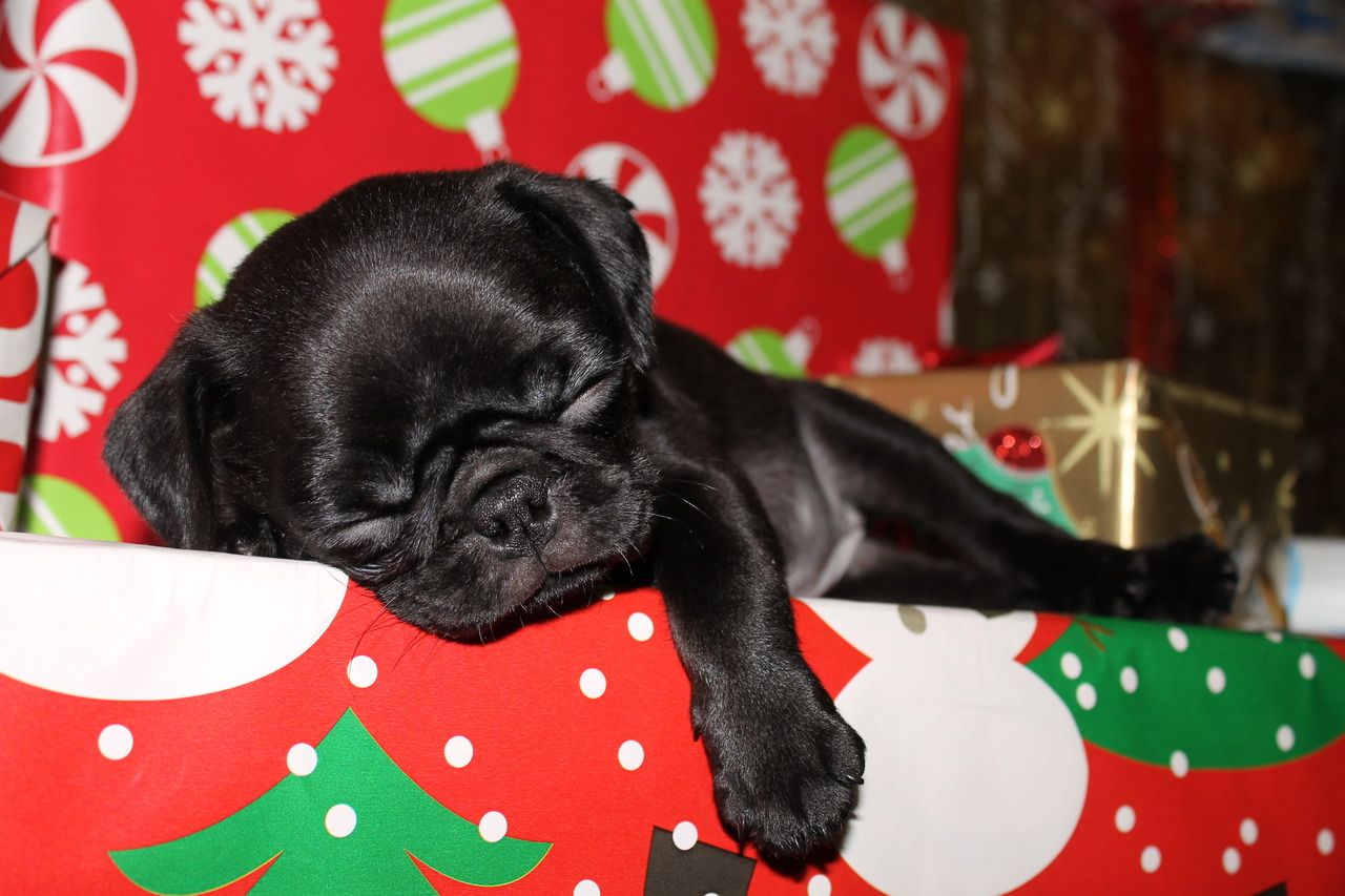 Pug Wallpaper, Screensaver, Background Cute Pug Puppy - Christmas Puppies Pugs Black - HD Wallpaper 