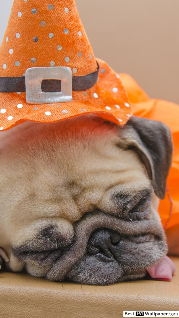 Happy Halloween Dog - HD Wallpaper 