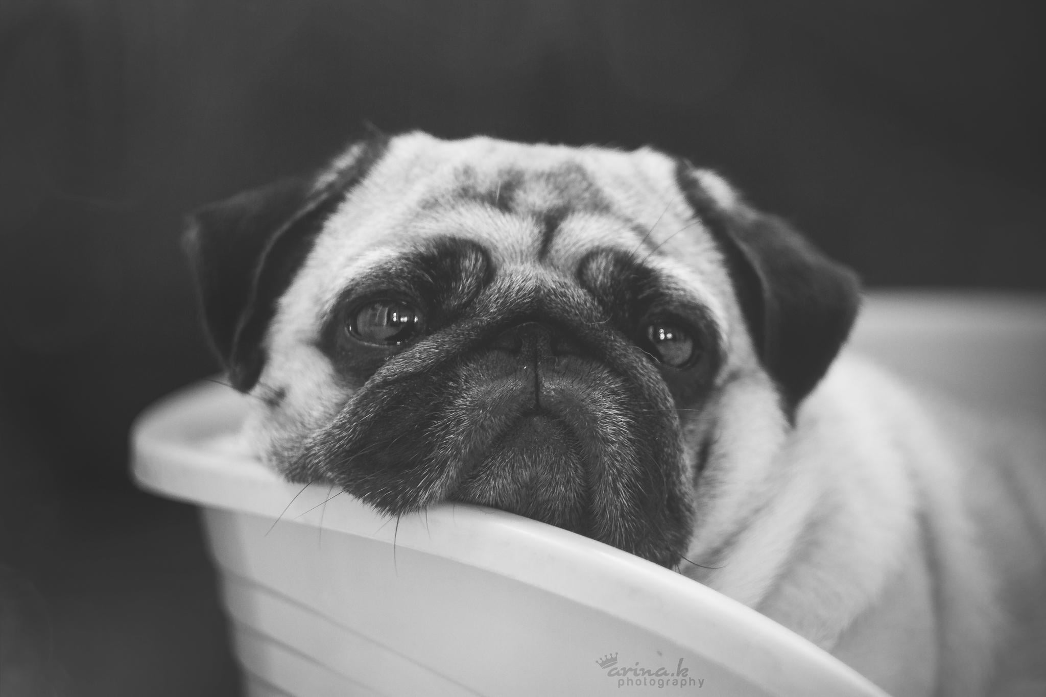 Pug Puppy Black And White - HD Wallpaper 