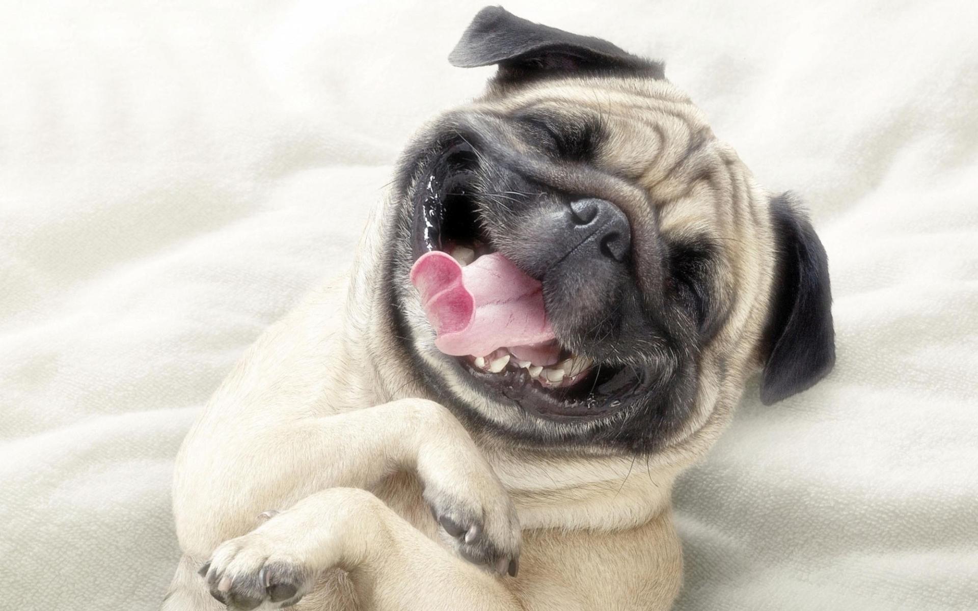 Pug Wallpaper - Pug Puppy - HD Wallpaper 