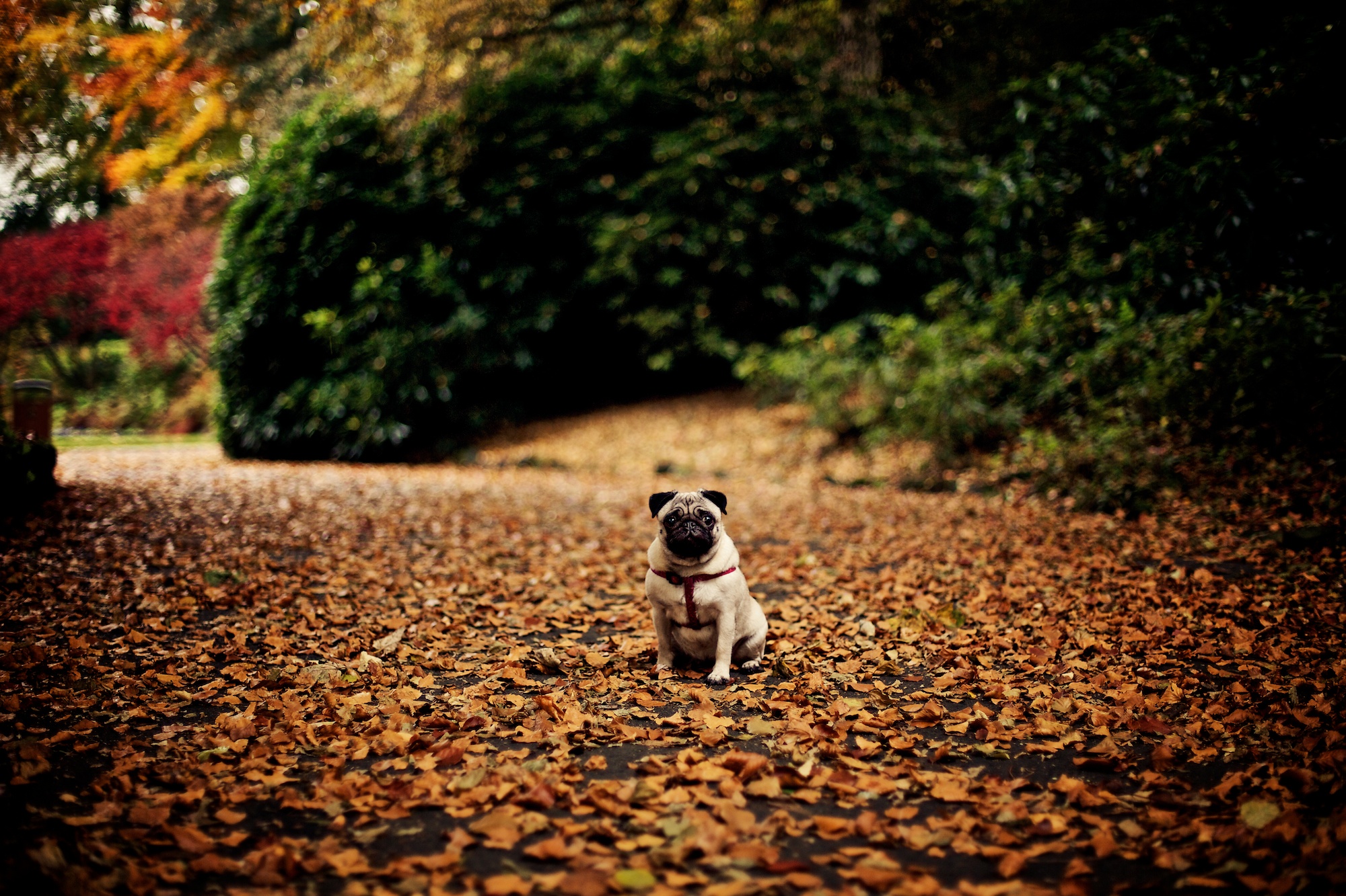 Autumn Pug Wallpaper Hd - HD Wallpaper 