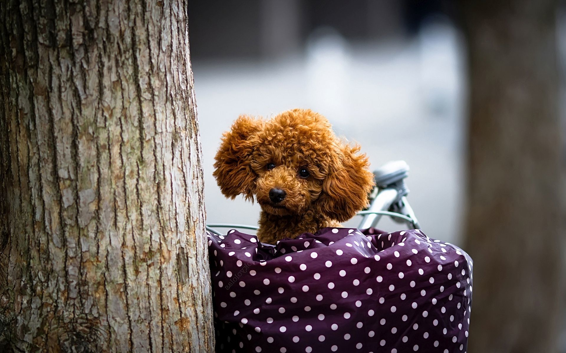 Companion Dog - HD Wallpaper 