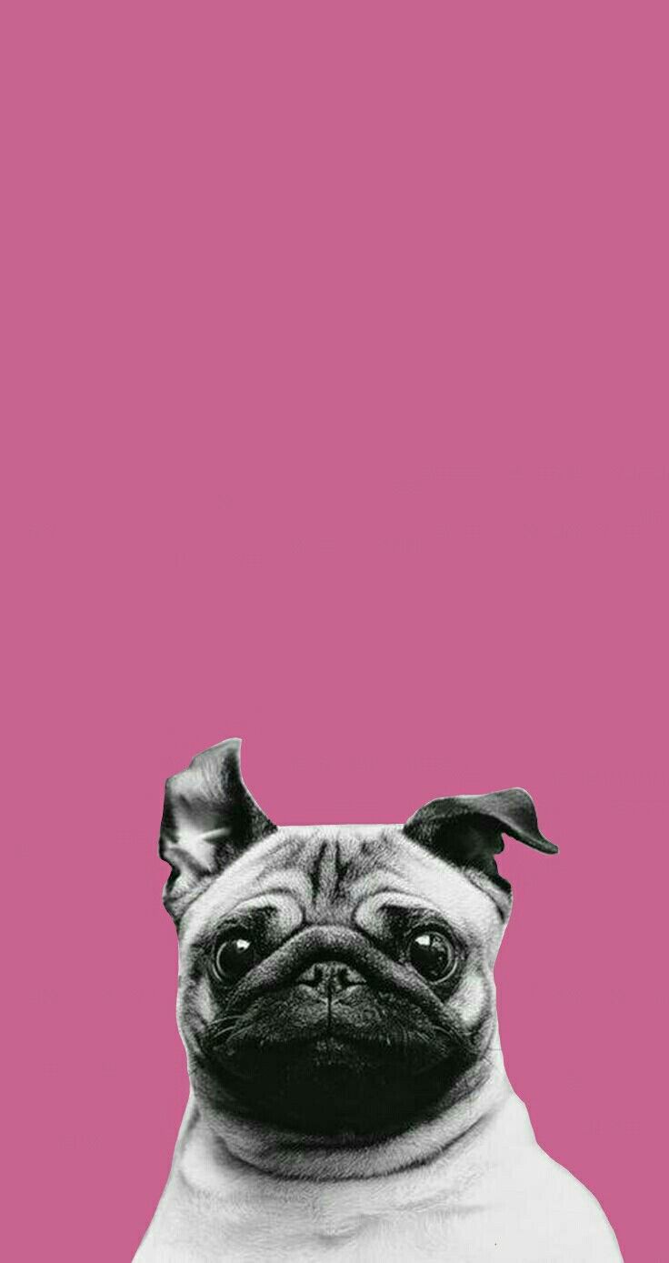 Pug Wallpapper - HD Wallpaper 