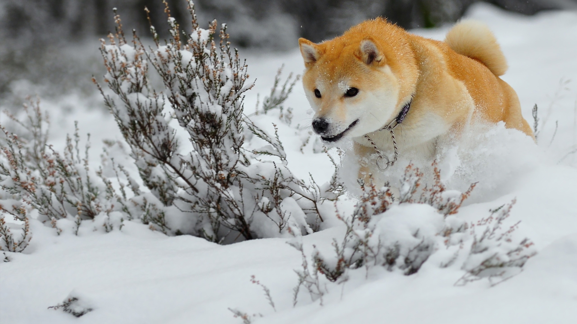 Wallpaper Akita Run Winter Dog - Shiba Inu - HD Wallpaper 