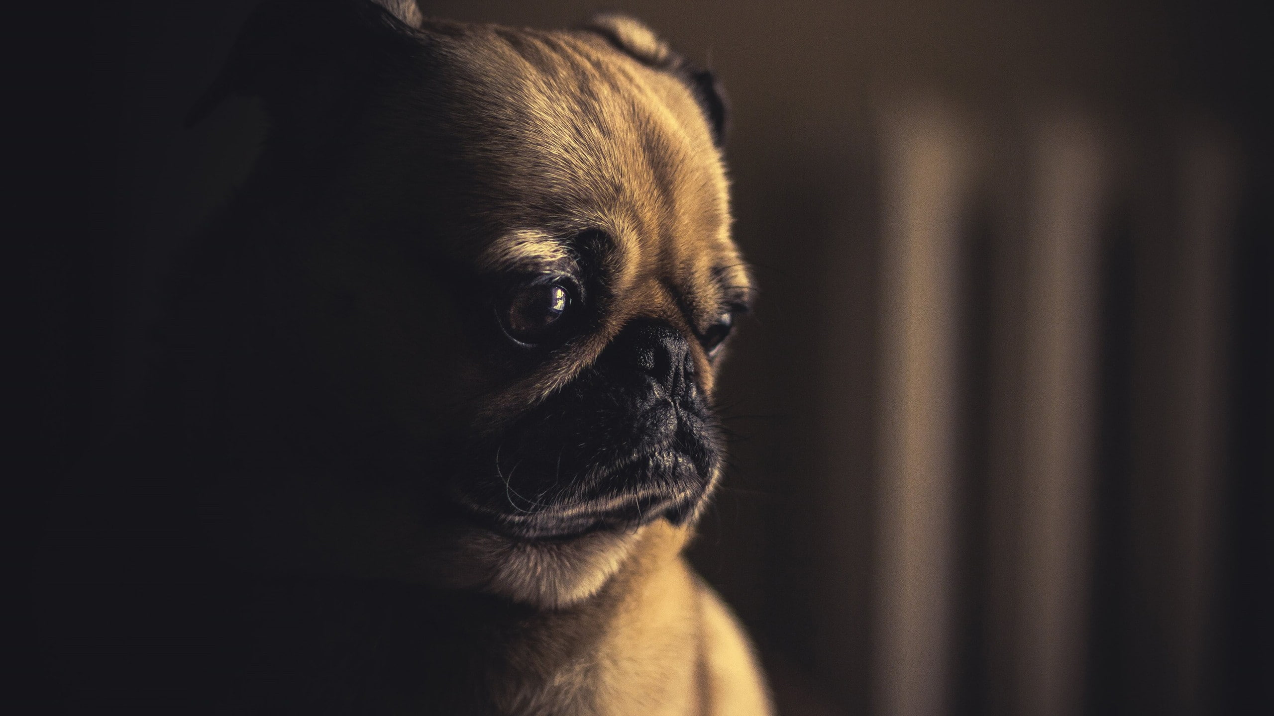 Pug Wallpaper Sad - HD Wallpaper 