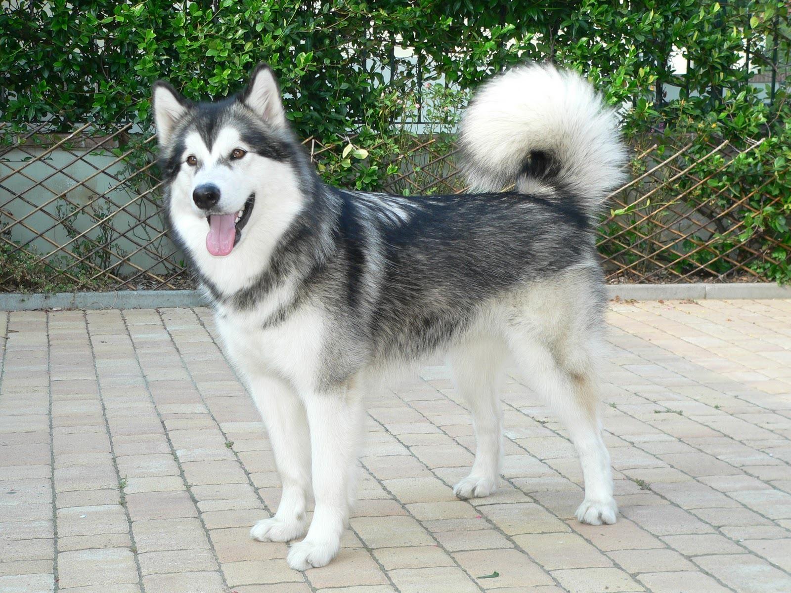 akita dog grey