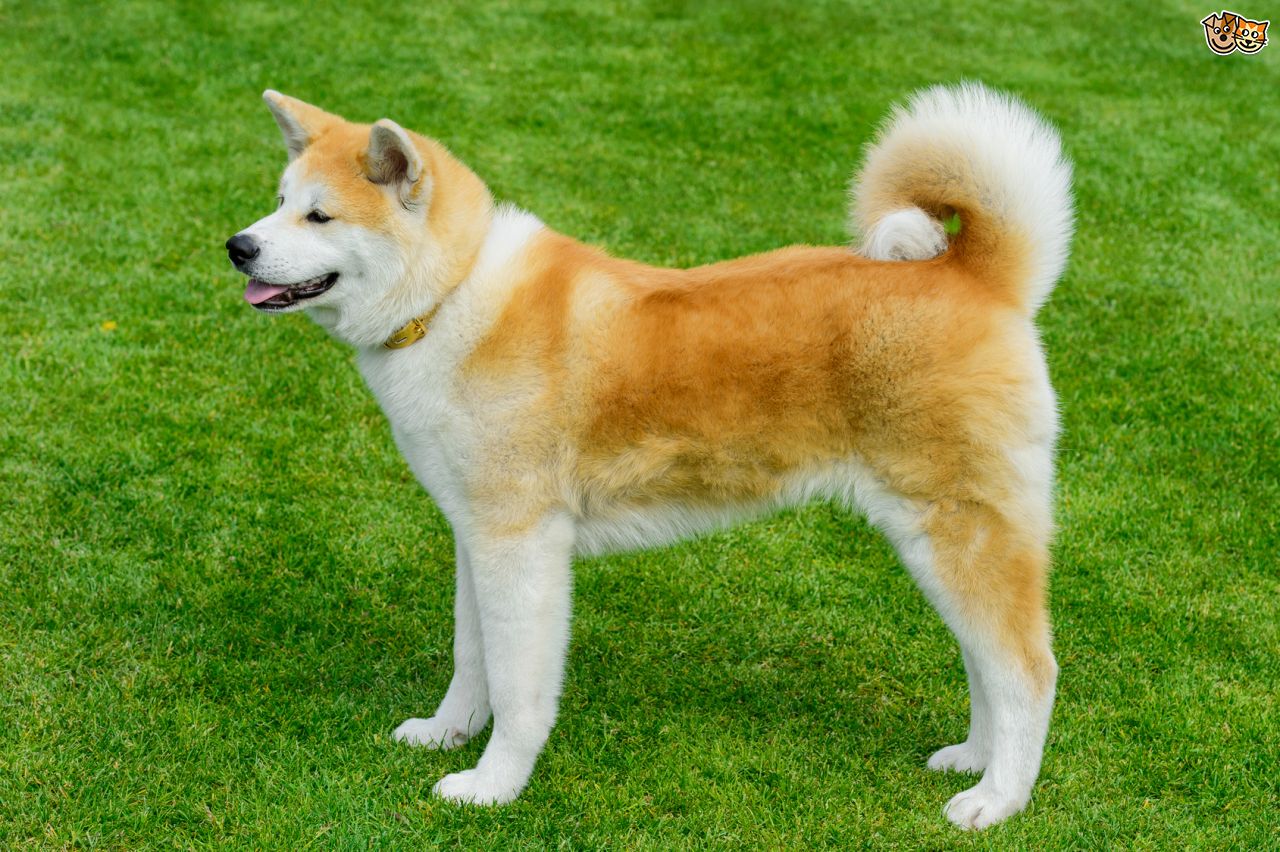 Japanese Akita Dog - HD Wallpaper 