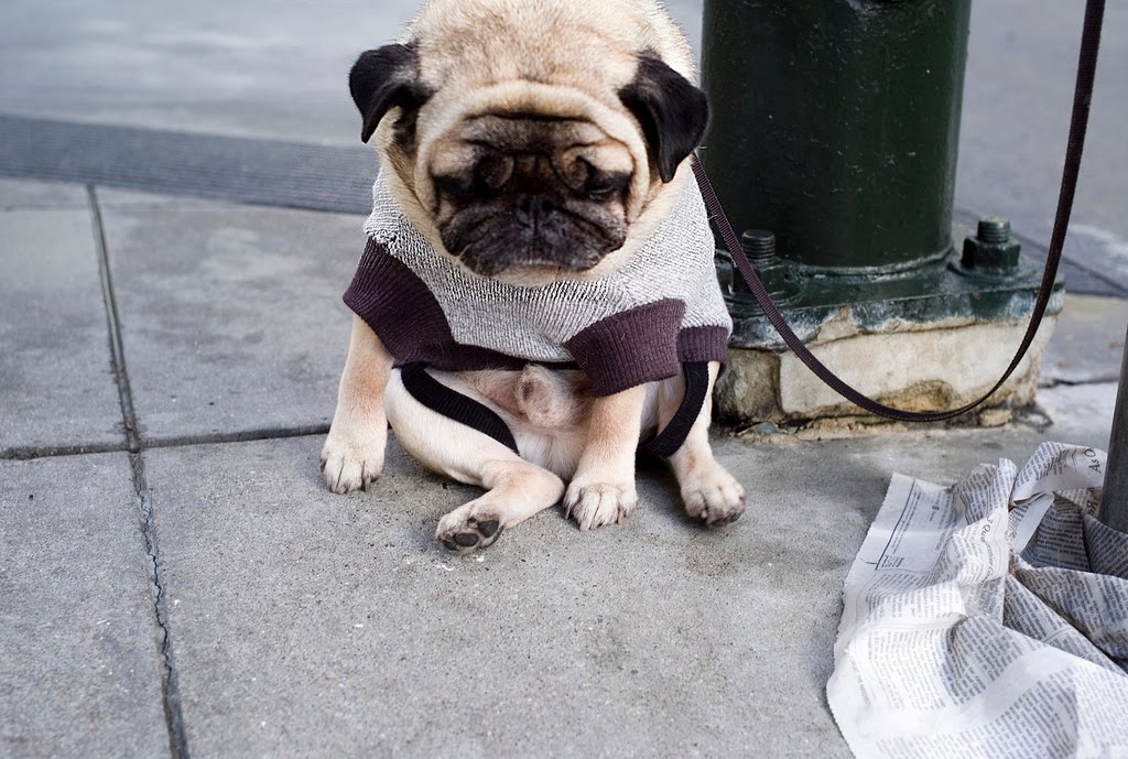Cute Pug In Beautiful Dress - Sad Pug In Sweater - HD Wallpaper 