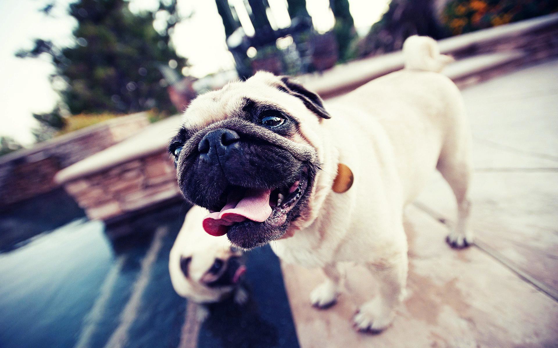 Cute Pug Wallpaper - Pug Dog Full Hd - HD Wallpaper 