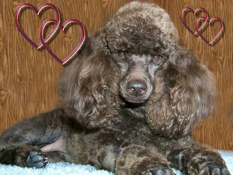 Standard Poodle - 800x600 Wallpaper - teahub.io