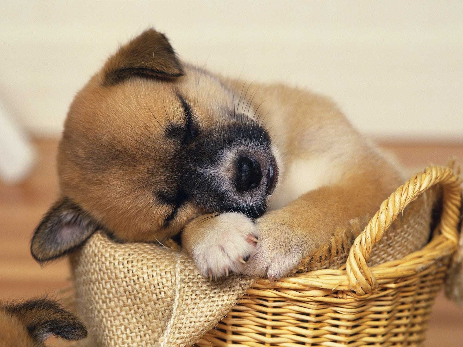 Pug Puppies Hdq Cover Pics - Cute Baby Puppies Sleeping - HD Wallpaper 