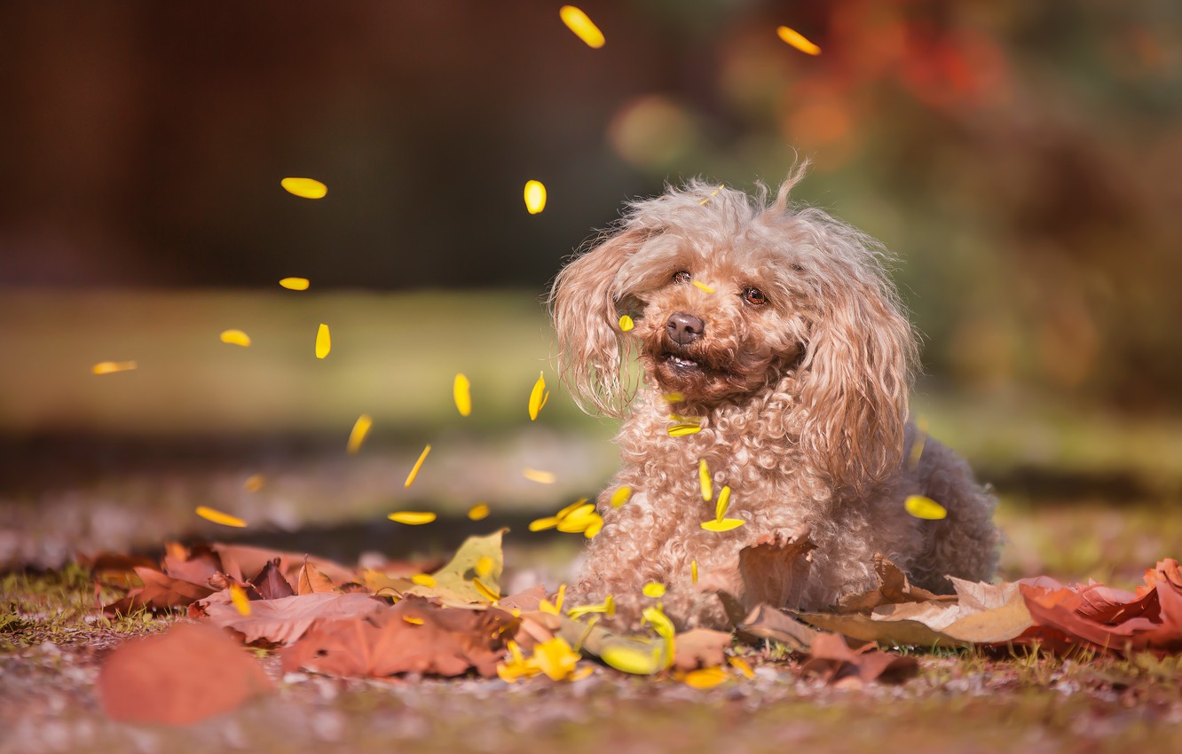 Photo Wallpaper Autumn, Leaves, Dog, Petals, Bokeh, - Dog Catches Something - HD Wallpaper 