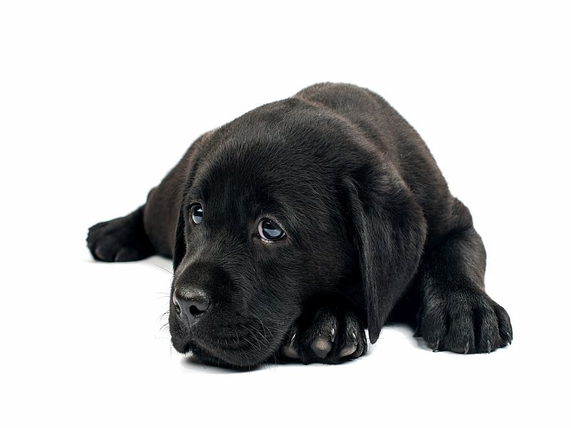 Labrador Retriever - HD Wallpaper 