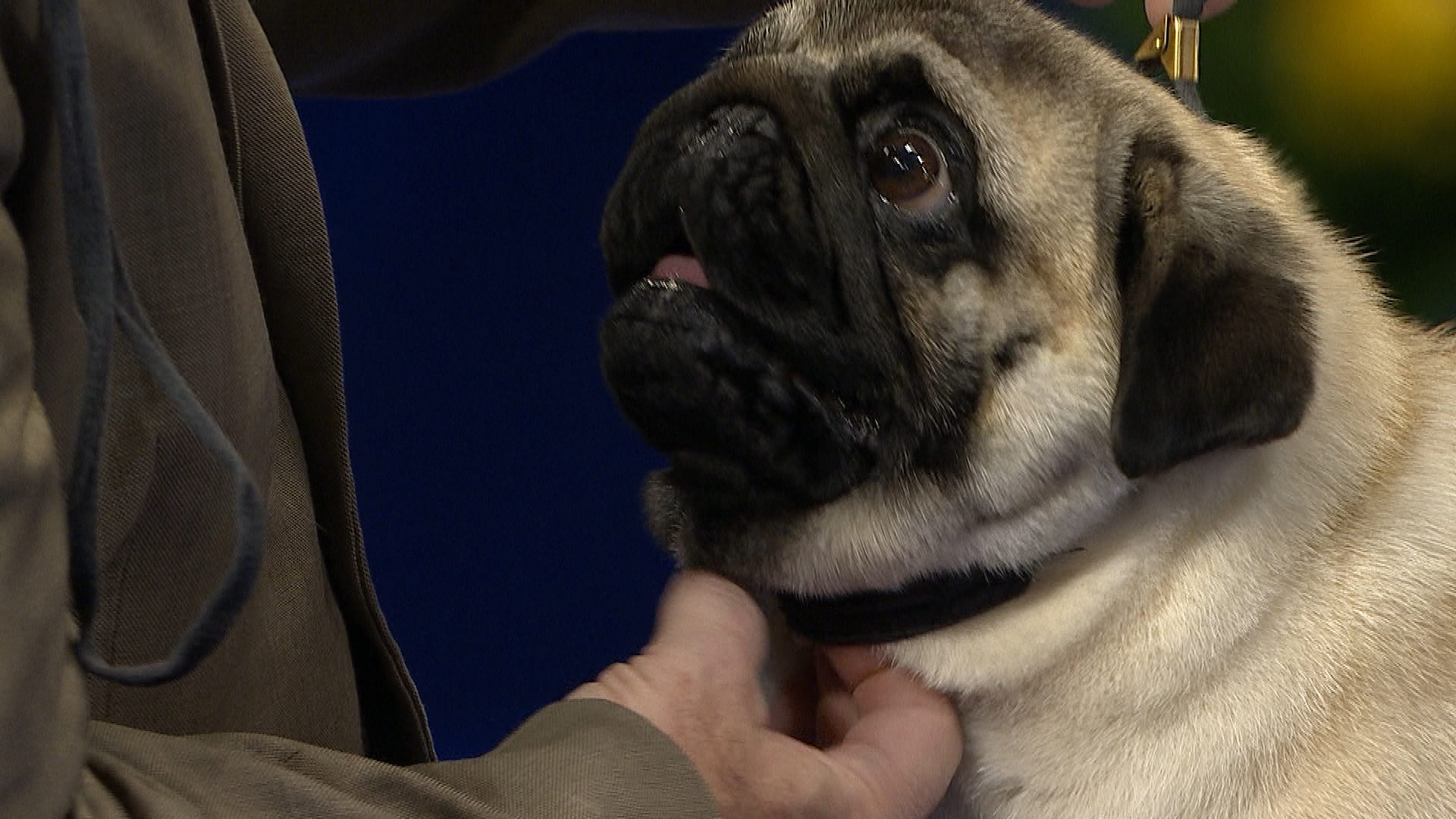 National Dog Show 2019 Pug - HD Wallpaper 