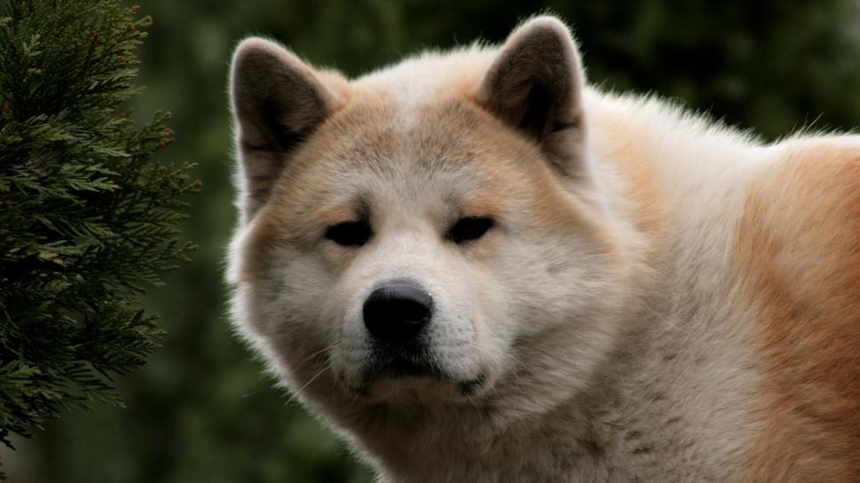 Japan Akita Dog Laptop Backgrounds Wallpaper,akita - Japanese Dog Background - HD Wallpaper 