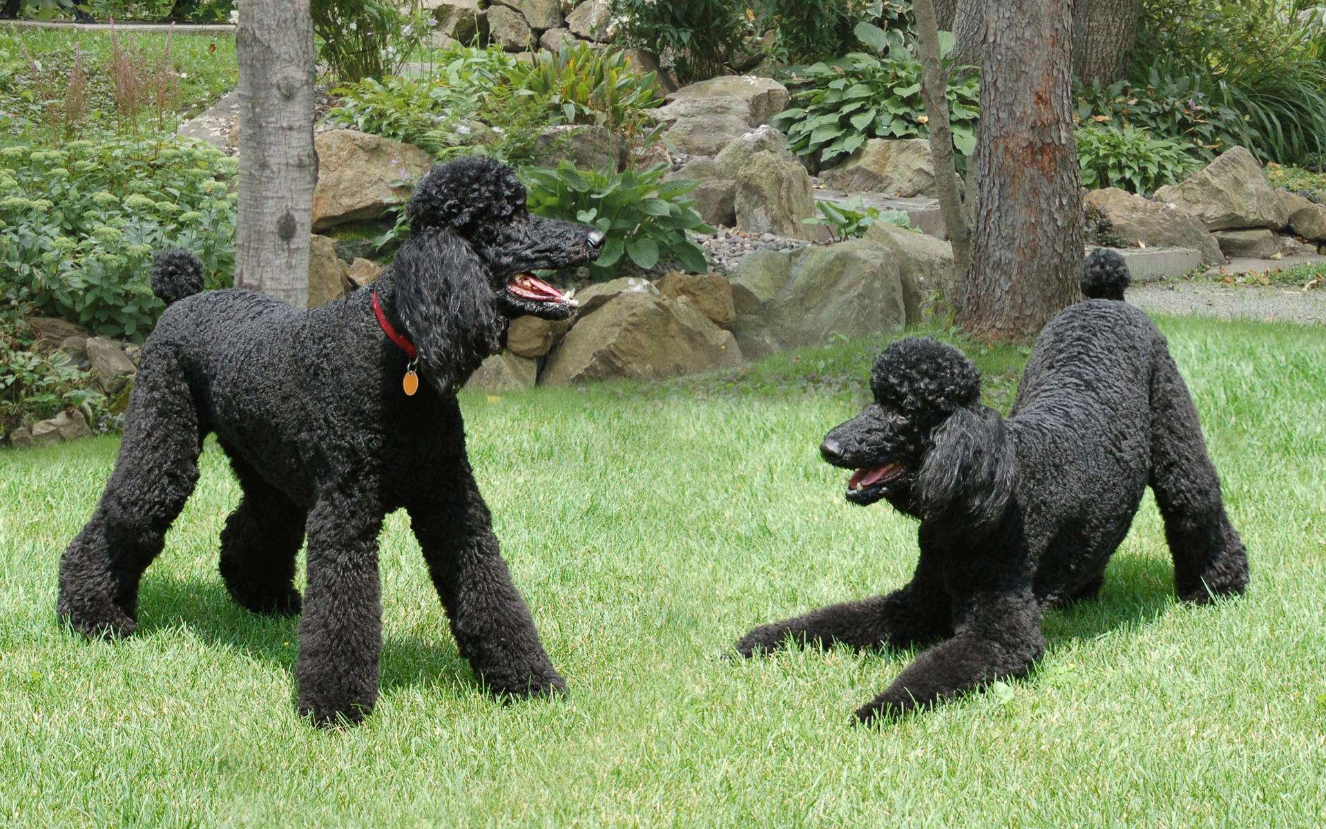 Standard Poodle - HD Wallpaper 